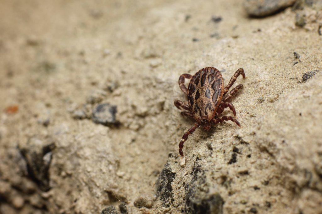 How Ticks are Expanding from Climate Change, Sept 2021